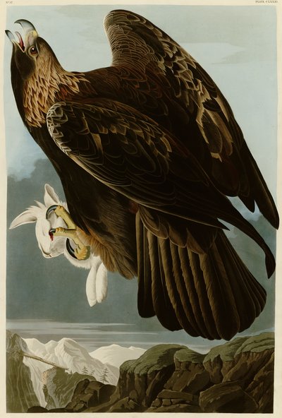 Plate 181 of Birds of America by John James Audubon Depicting Golden Eagle by John James Audubon